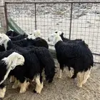 طليان نجد