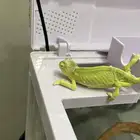 حرباء
