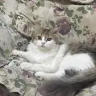 قط للتبني السريع