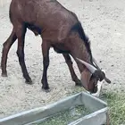 تيس رباع للبيع