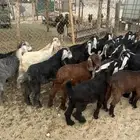 ذبايح مناسبات وثلاجه