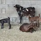 تيس ادهم ادبس