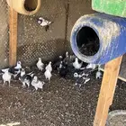 حمام مشاكيل