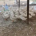 السلام عليكم ورحمة الله وبركاته