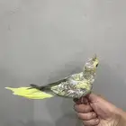 فرخ كروان فراشه (تم البيع ودفع الرسوم)