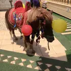 ايجار سيسي بوني خيل