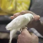 ببغاء درة هولندي البينو