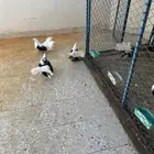 3 اجواز رقاص امريكي وهولندي