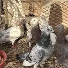 حمام مصري وفرنسي