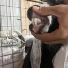 عنز ثنيه تحتها جفره