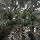 صيف مزرعه للبيع
