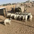 طليان