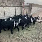 تيوس مخاصي
