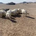 19 خروف طرف وشعره وبري ماطب السوق الموقع الحناكيه