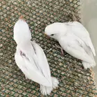 فروخ روز ألبينو