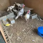 دجاج رومي
