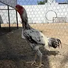 ديك حجازي