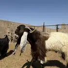 للبيع تيس هولندي صنف
