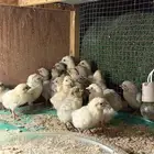 فيومي قولد و أورنج ذهبي