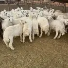 بهم حري للبيع