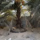 جثايث هلاليه