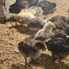 فروخ دجاج عمر 20 يوم