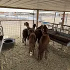 سواكن نجد نعيم شامل خدمة السلخ وتوصيل