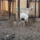 عنز متبع بتيس