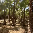 نخل امريكي واشنطني