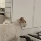 قط شيرازي ذكر معقم للتبني