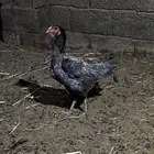 دجاج شامو مهجن هندي