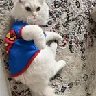 عرض تبني قطط