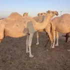 ناقه خلفه