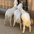 طليان حريات طيبه وسمان الموقع الخرج