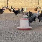 دجاج فيومي شبابي وذهبي وبلدي بشاير الطائف - العرفاء