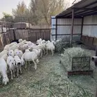 رخال رفيديه مهجنه حري