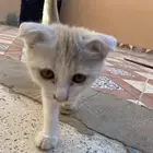 بسه تبني حصلتها بشارع بالمروج الي يبيها