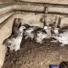 دجاج براهما فروخ