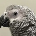 كاسكو اليف للبيع