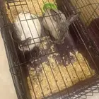 two rabbits for sale