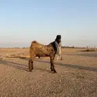 القصيم الرس طريق القرين
