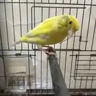 كناري وتر سلاجر