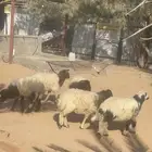 بهم نعيم واحد مهجن