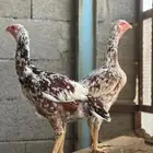 دجاجتين سنود بيور