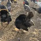 دجاج رومي للبيع