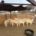 طليان شرط ذكران13ورخله