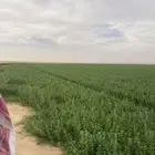 بذور برسيم صنف
