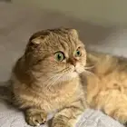 قطة انثى سكوتش فولد