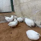 بيض سمان تكساس مخصب
