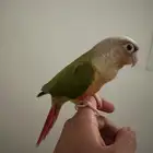 كنيور اناناس رد فاكتور و قفص كبير